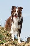 BORDER COLLIE 545